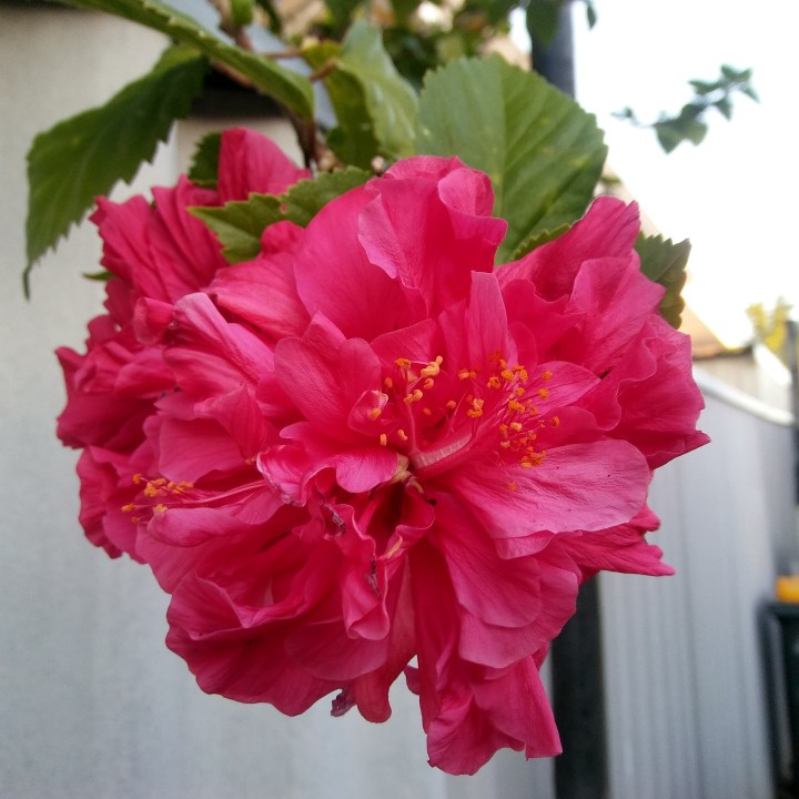 1524907022846115723269